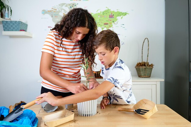 Two children boy and girl planting a small olive tree in a flowerpot