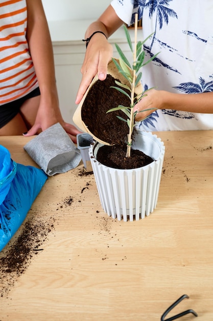 Two children planting a small olive tree in a flowerpot at home no faces are shown sustainability concept