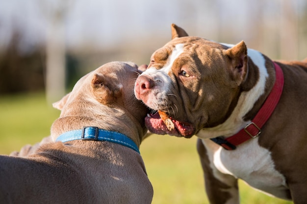 Two Chocolate color American Bully dogs are walking