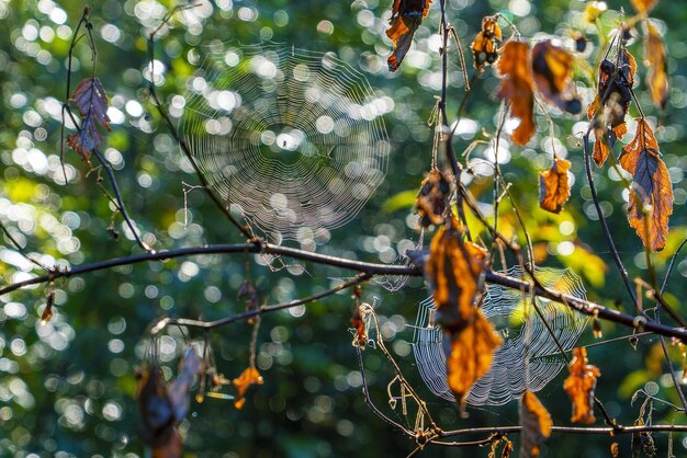 Two cobwebs early in the morning in the glare of light