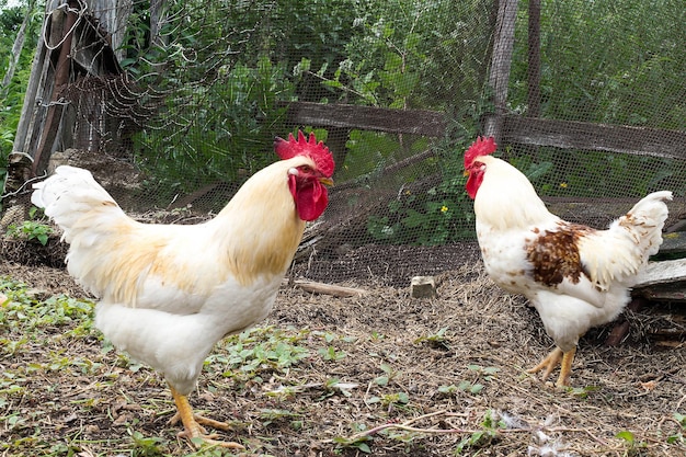 Two cock walk near the broken fence