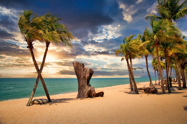 Two coconut palm tree cross on the tropical beach at sunset