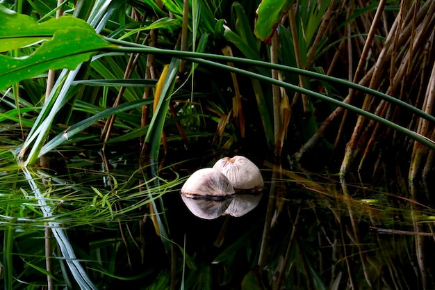 Two coconuts swim in the pond Tropics