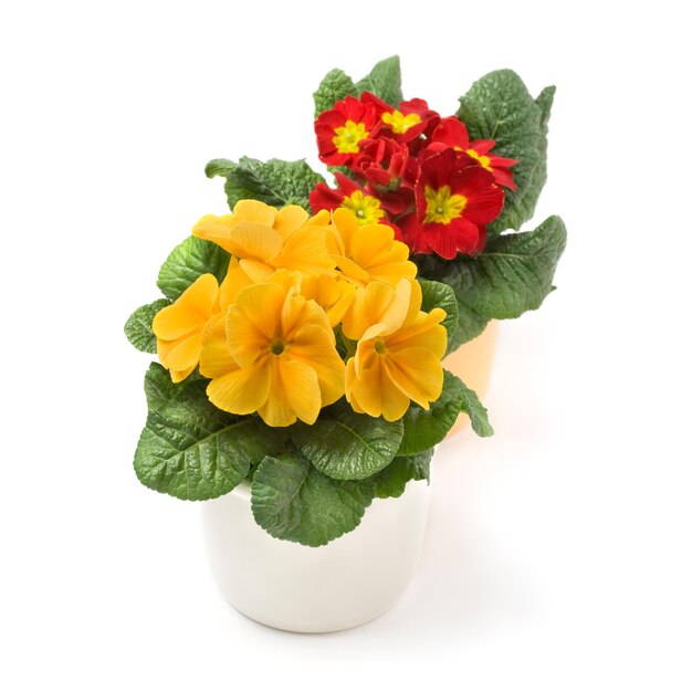 Two colorful primroses on white