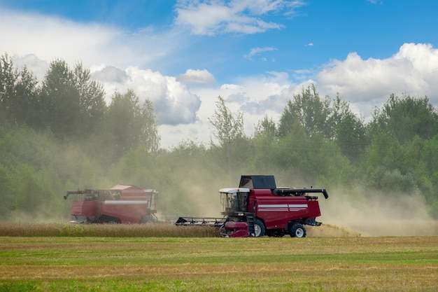 Two combine harvester harvest wheat crop in the clouds of dust