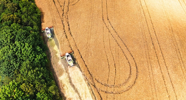 Two combine harvesters harvest grain crops on an agricultural field