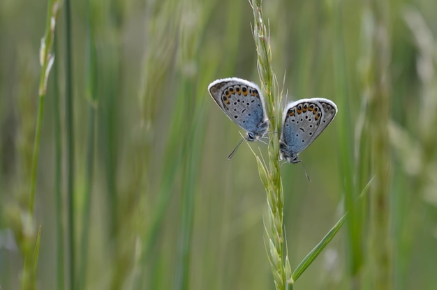 Two common blue butterflies on a plant in nature close up