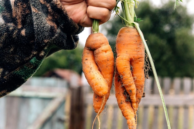 Two countries crooked defective carrots in the form of a man and a woman A man holds a carrot by the tops against the background of an autumn vegetable garden