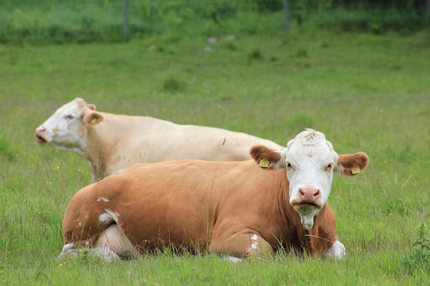 Photo two cows lying down in meadow