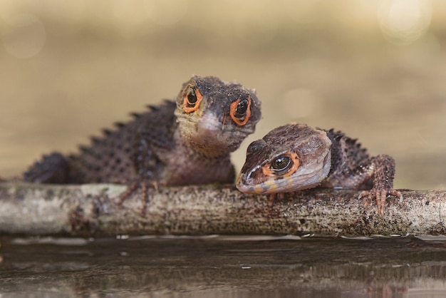 Two Crocs Skink on a branch