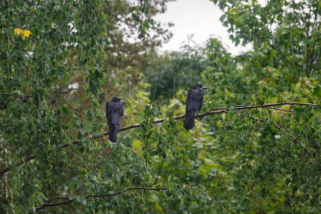 Two crows are sitting on a branch in the pouring rain