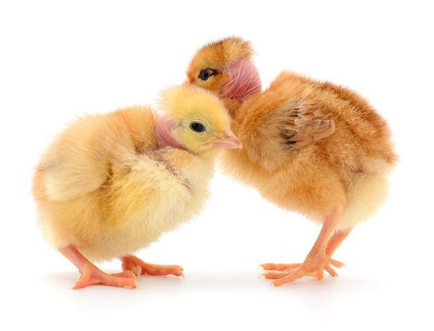 Two cute chicks isolated on white