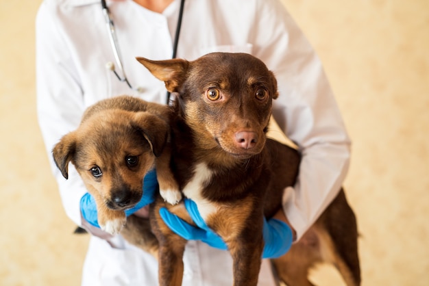 Two cute dogs at vet clinic.