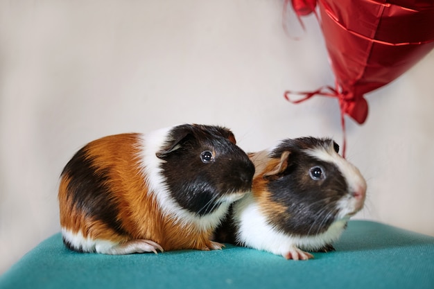 two cute guinea pigs in love with red hearts balloons