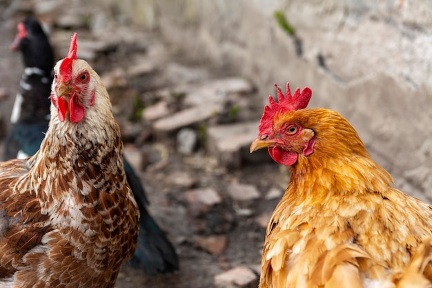 Two Cute hens in the yard of a rural house (private farm). Close-up shot.