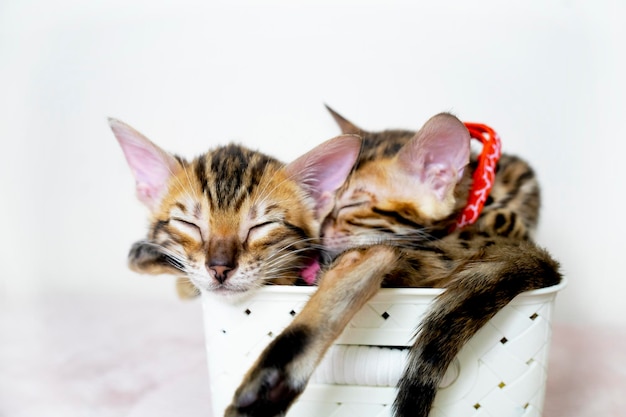 Two cute little kittens are sleeping in a basket on a plain background postcard bengal cat leopard a