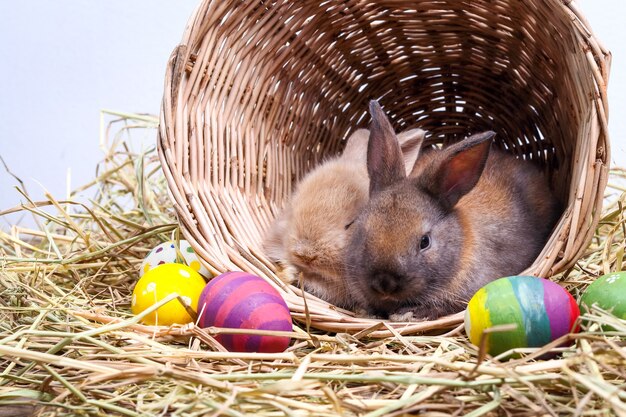 Two cute little rabbits like to play mischievously in baskets of wood and straw. There are many colored Easter eggs.