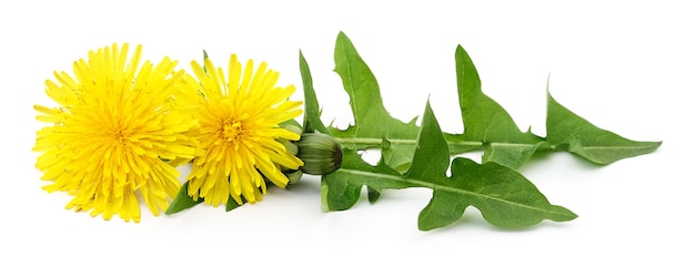 Two dandelions with leaves isolated