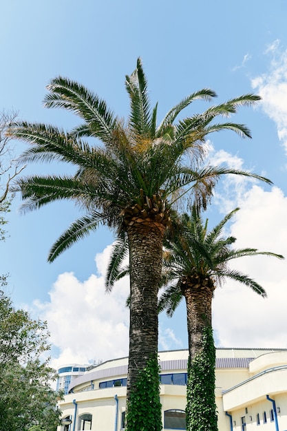 Two date palms grow near the house against the blue sky