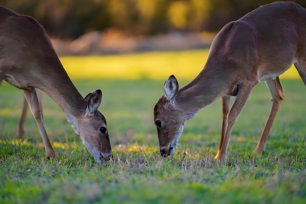 Two deer eating grass in a field