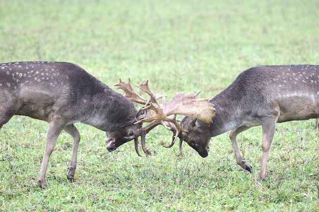 Two deer fight for love