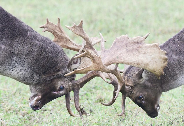 two deer fighting in the forest