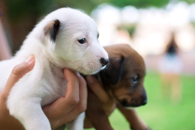 Two dog puppies one white and one brown