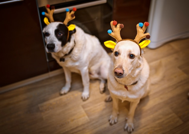 two dog with deer mask