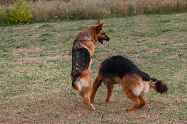 Two dogs are playing in the meadow.