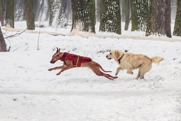 Two dogs are running forward in the snow in the park in winter