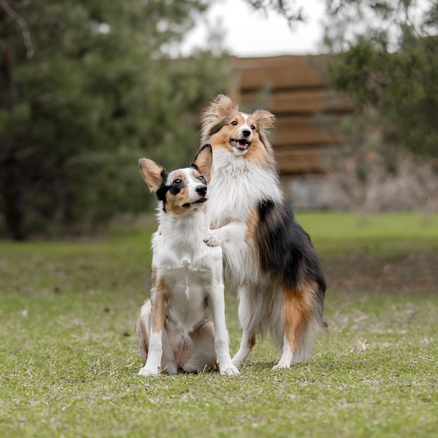 Two dogs are standing in a field and one has a black, white, and tan coat.