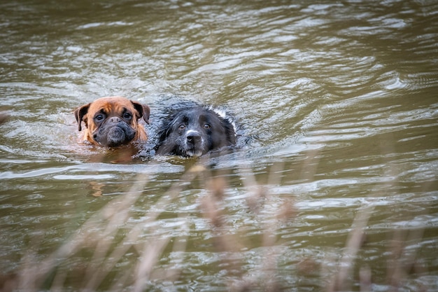 Two dogs are swiming in the water