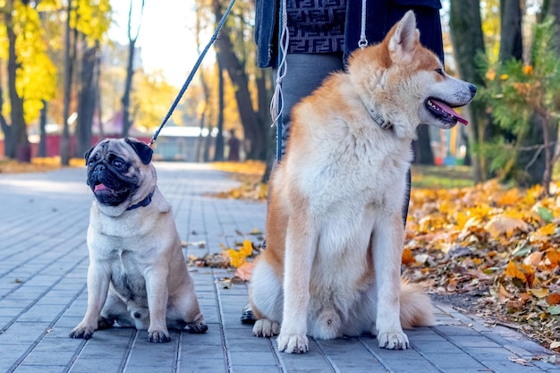 Two dogs of breed pug and akita in the autumn park while walking near his mistress