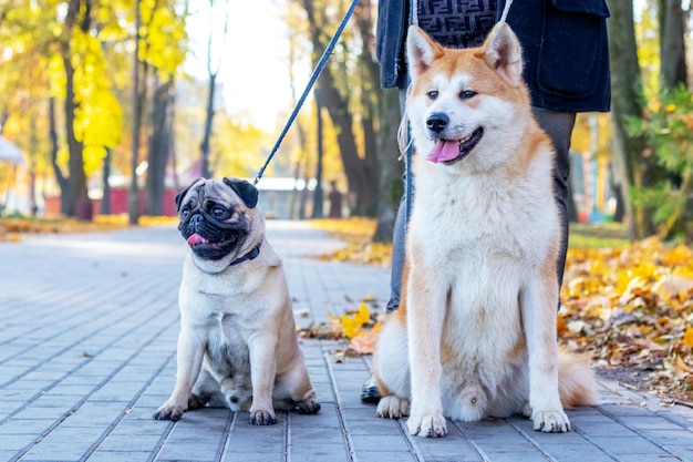 Two dogs of breed pug and akita in the autumn park while walking near his mistress