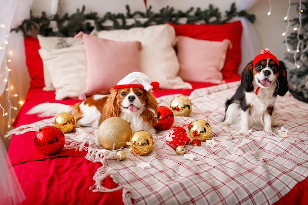 Two dogs of Cavalier King Charles Spaniel are lying on the sofa with New Year decorations for the Christmas tree Dog with Christmas balls