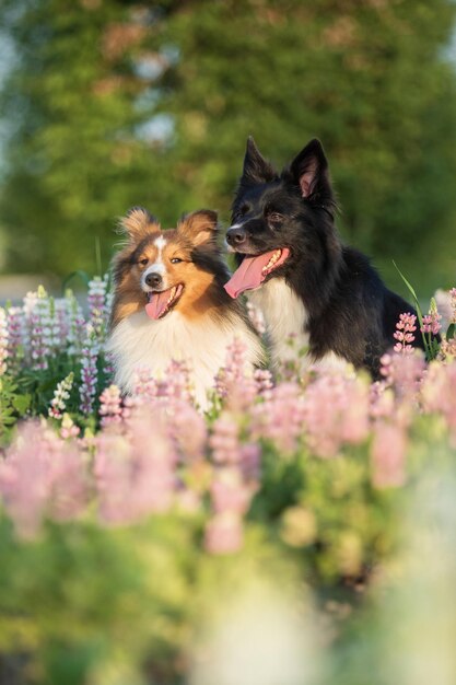 Two dogs in a field of flowers