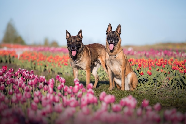 Two dogs in a field of tulips