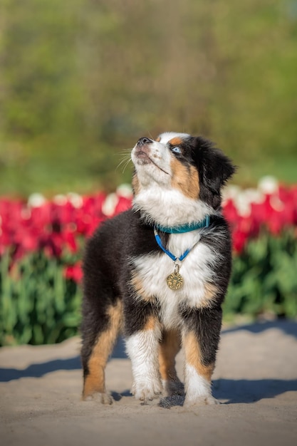 Two dogs in a field of tulips