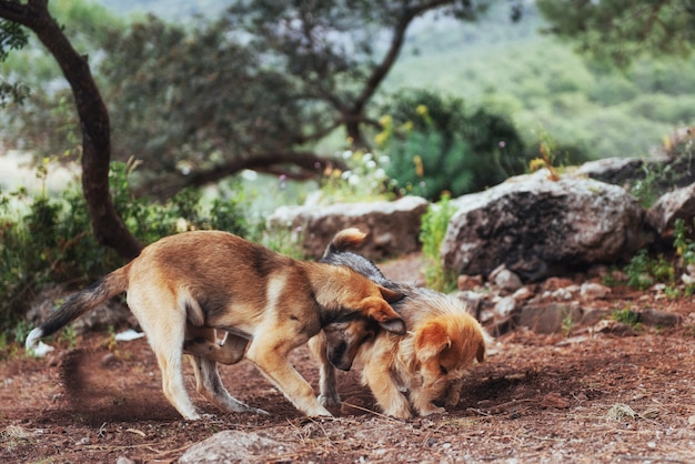 Two dogs fighting with each other Carpathians. Ukraine. Europe