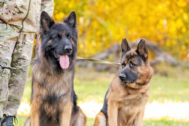 Two dogs of the German Shepherd breed near their owner