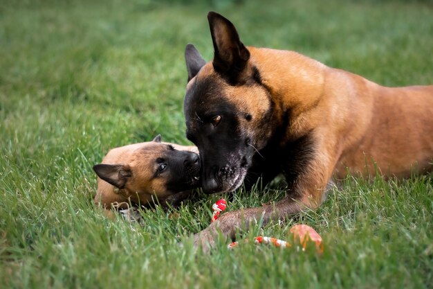 Two dogs laying on the grass in front of a fence