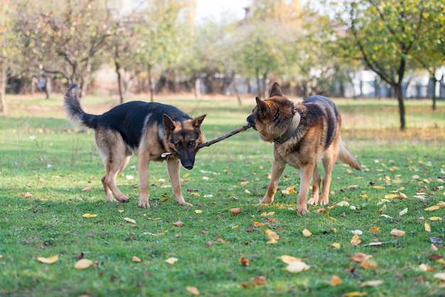 Two Dogs One Stick