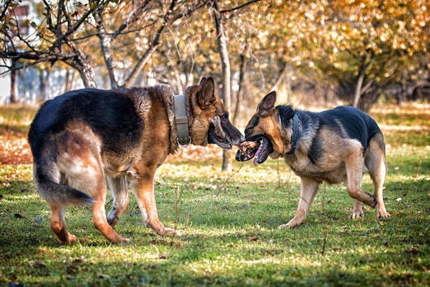 Two Dogs One Stick