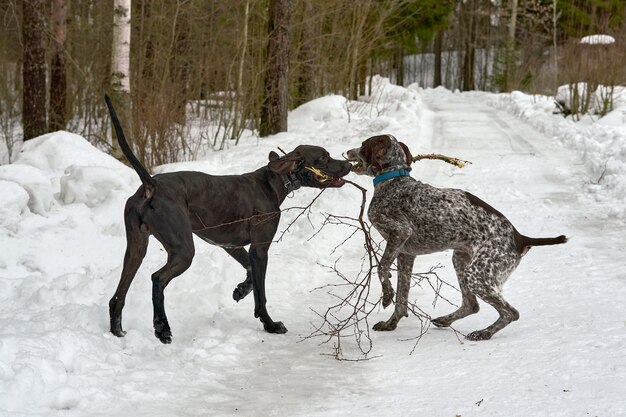 Two dogs play pulling a branch in the winter forest