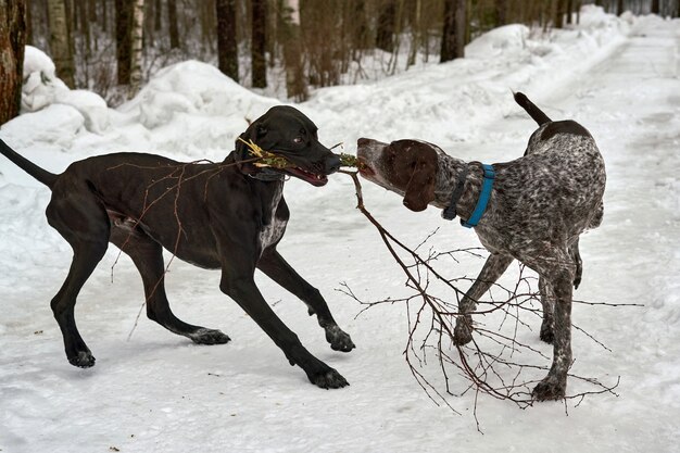 Two dogs play pulling a branch in a winter park