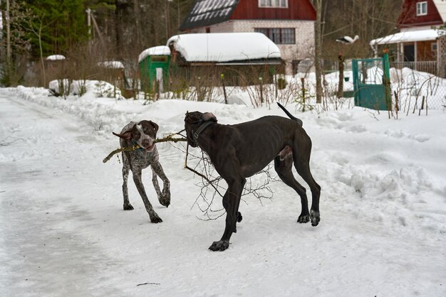 Two dogs play with a tree branch on a winter forest road