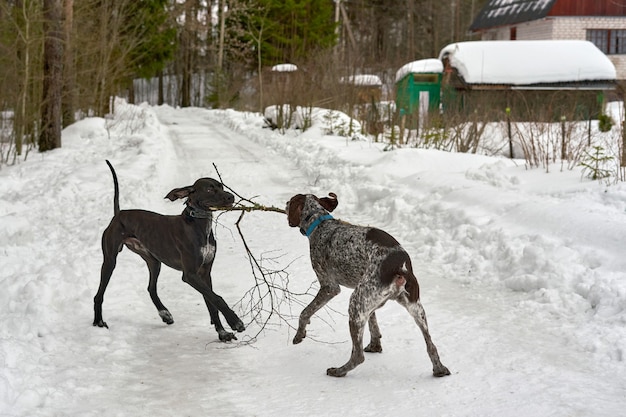 Two dogs play with a tree branch on a winter forest road