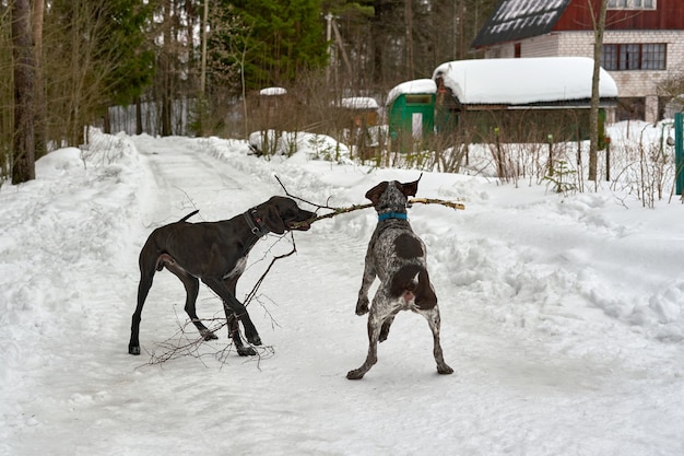 Two dogs play with a tree branch on a winter forest road