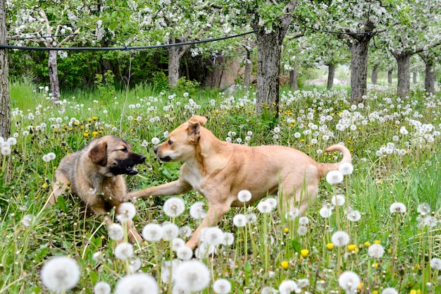 Two dogs playing in nature Looks like clach