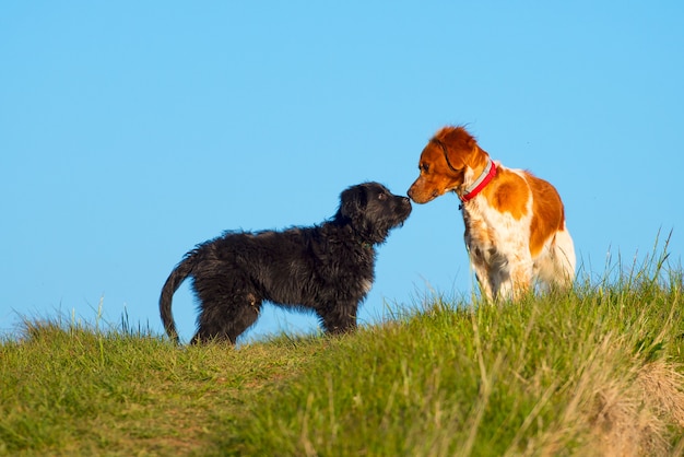 Two dogs sniffing